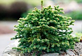 Picea mariana 'Pygmaea'