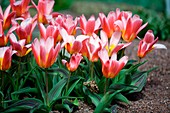 Tulipa kaufmanniana 'Water Lily'