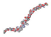 Calcitonin hormone molecule