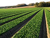 Spinach crop