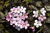 Alpine rock-jasmine (Androsace alpina)