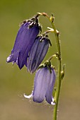 Bearded Bellflower (Campanula barbata)