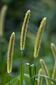 Foxtail Bristle-Grass (Setaria italica)