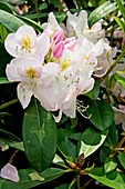 Rhododendron 'Gomer Waterer'