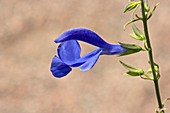 Sage (Salvia patens 'Oxford Blue')