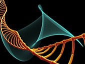 DNA molecule