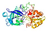 Renin and inhibitor complex
