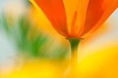 Eschscholzia californica flowers