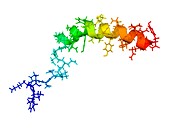 Neuropeptide Y neurotransmitter molecule