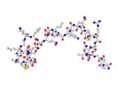 Salmon calcitonin hormone molecule