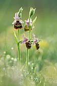 Orchids with dewdrops