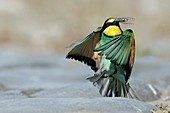 Bee-eater landing