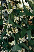 Anchor plant (Colletia paradoxa)