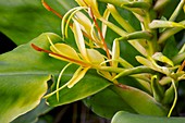 Kahili Ginger (Hedychium gardnerianum)