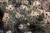 Devil's Club cactus (Gousonia invicta)