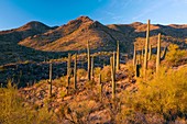 Giant Cactus (Carnegiea gigantea)