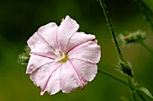 Bindweed (Convolvulus cantabrica)