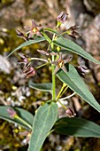 Swallow-wort (Vincetoxicum fuscatum)