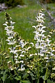 White Clary (Salvia candidissima)