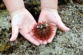 Sea urchin in a child's hands