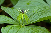 Paris quadrifolia