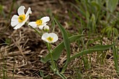 Ranunculus pyrenaicus