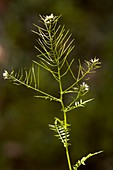 Bittercress (Cardamine impatiens)