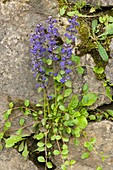 Common Bugle (Ajuga reptans)