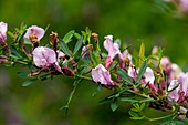 Chamaecytisus purpureus