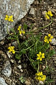 Scorpion Vetch (Coronilla vaginalis)