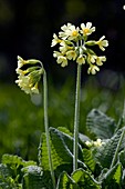 Oxlips (Primula elatior)