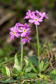 Bird's eye Primrose (Primula farinosa)