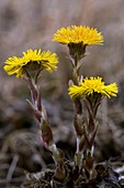 Common Coltsfoot (Tussilago farfara)