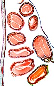 Shepherd's purse seeds,light micrograph