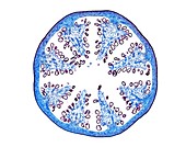 Poppy fruit,light micrograph