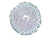 Dandelion flower head,light micrograph