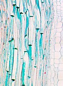 Phloem plant cells,light micrograph