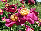 Peony flowers (Paeonia lactiflora)