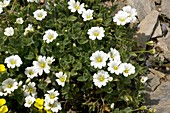 Cerastium latifolium