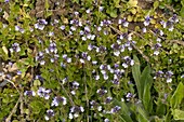 Veronica serpyllifolia ssp. Humifusa