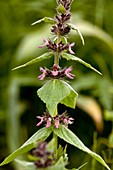 Alpine woundwort (Stachys alpina)