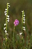 Spiranthes aestivalis and Erica tetralix