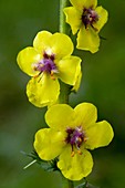 Moth Mullein (Verbascum blattaria)