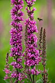 Purple Loosestrife (Lythrum salicaria)