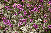 Erica cinerea with Cladonia sp