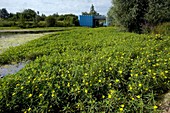 Ludwigia uruguayensis invading a river