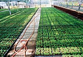 Geranium plants in a greenhouse