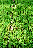 Carnation seedlings in a greenhouse