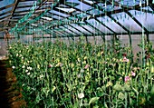 Sweet pea plants in a greenhouse