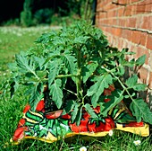Tomato plants growing in a growbag